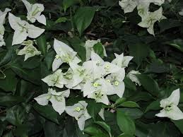 You can grow them as bonsai, standard, bush, hanging baskets, espaliers, pyramid or over and arch or the ceiling to provide shade. Bougainvillea Ms Alice In The Bougainvilleas Database Garden Org
