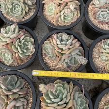 We have shipped to 52 countries so far, not only asia, even to europe, america (the opposite side of the earth! Echeveria Ice Princess Cluster 006 2 Rare Succulent Imported From Korea Uc5bc Uc74c Uacf5 Uc8fc Gardening Plants Home Hobby Delage Com Br