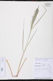 Image result for Lipocarpha nana