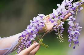 Sun requirements i got 6 'blue moon' wisteria seeds from audreydee in the nfsr swap dec. Wisteria How To Grow And Nurture Your Wisteria Vines