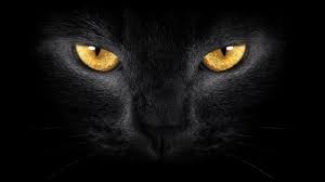2560x1440 Px Cat Wallpaper High Definition Backgrounds By Stuart Bishop Cat Wallpaper Cat Poems Cute Cats