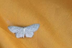 Image result for Entephria byssata