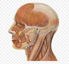 High quality images of interesting designs, including. Head And Neck Anatomy Human Head Face Png 650x768px Watercolor Cartoon Flower Frame Heart Download Free