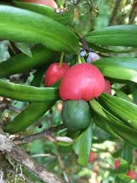 Image result for Podocarpus latifolius