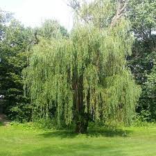 With so many trees and shrubs for gardeners to choose from, it can be useful to know which ones are native to britain. Top Fast Growing Trees For Your Garden Garden Trees Uk