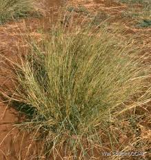 Image result for Dichanthium
