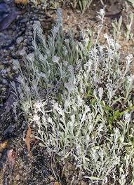 Image result for Vellereophyton dealbatum