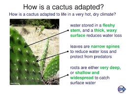 Cacti show many adaptations to conserve water. You Will Know How Plants Are Adapted To Their Environment Ppt Download