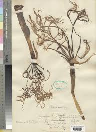 Image result for Crinum subcernuum