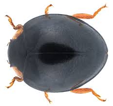 Image result for Exochaenium exiguum