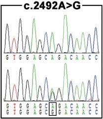 Advanced search coronavirus articles and preprints search examples: Chromatogram Of The Novel C 2492a G Mutation Within The Clcn1 Gene The Download Scientific Diagram