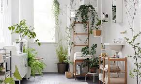 Nomi, foto e coltivazione delle piante da appartamento, schede per ogni tipologia di pianta e consigli utili anche per le verdi e con fiori. Piante Da Appartamento Perfette Anche In Bagno Casafacile