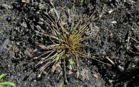 Image result for Eleocharis atropurpurea