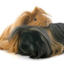 Guinea pigs for sale near me pets at home. 12 Guinea Pig Breeds Types Of Guinea Pigs