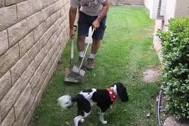 Check for holes or other entry points in existing fencing. How Often Should You Pick Up Dog Poop In Your Yard Furry Friends Gear