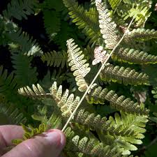 Fill in the ziplock bag as much tap water with a few drops of universal fertilizer, so that after the absorption of the substrate a few mm of water remain. Autumn Fern Brilliance Neil Sperry S Gardens