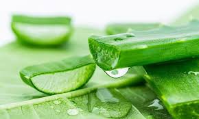 ALOE VERA