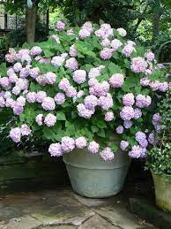 Caring Tips For Potted Hydrangea Plants In 2020 Planting Hydrangeas Growing Hydrangeas Plants