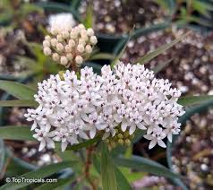 Image result for Asclepias albens