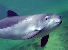 Periodic trebuie sa iasa la suprafata sa respire. Delfin Comun Cu Delta ScurtÄƒ Sau Delfin Comun Delfin Comun Sau Delfin Comun Delphinus Delphis Eng Delfin Comun Cu Cioc Scurt PoziÈ›ia SistematicÄƒ A Delfinului Comun