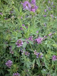 Image result for Medicago sativa