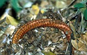 Image result for Hydnoraceae