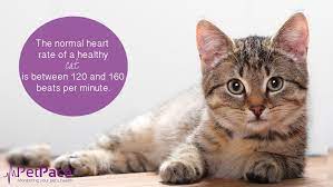Health Tip Cathealth Pet Health Healthy Cat Cat Health