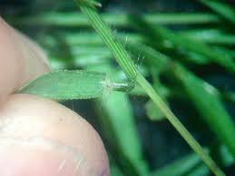 Image result for Eragrostis gangetica