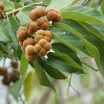 Image result for Grewia glandulosa