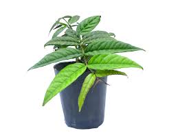 Image result for Plinia