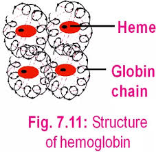 Two amino acids combine, with water leaving (dehydration), forming a polypeptide with a polypeptide. Is The Structure Of Haemoglobin Tertiary Or Quaternary Quora