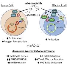 On 28 september 2017, it was approved for use in the uni. The Cdk4 6 Inhibitor Abemaciclib Induces A T Cell Inflamed Tumor Microenvironment And Enhances The Efficacy Of Pd L1 Checkpoint Blockade Sciencedirect