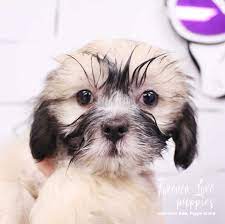 If you're searching puppies for sale near me, then you're likely seeking a companion who will love you unconditionally. Pin Auf Flp Miami Experience