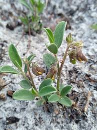 Image result for Crotalaria annua