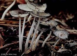 Image result for Coprinus lagopus
