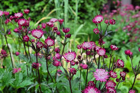 Image result for Astrantia major `Roma`