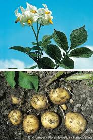 Image result for Solanum tuberosum
