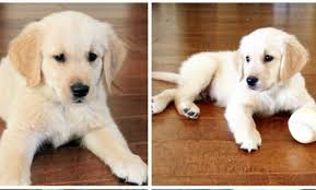 Sweet personality and wonderful temperament. Family Loved Golden Retrievers Home