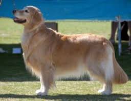 Maybe you would like to learn more about one of these? Welcome To Jovi S Goldens Golden Retriever And Australian Terrier Breeder Desert Hills Arizona Phoenix Scottsdale