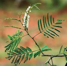 Image result for Secamone delagoensis