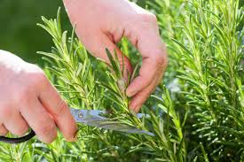 I keep trying because i love rosemary. The Best Ever Method For Growing Rosemary From Cuttings
