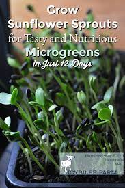 Sunflowers come in a wide assortment of sizes. Grow Sunflower Sprouts In Just 12 Days For Nutritious Microgreens