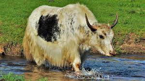 Normadic Bull