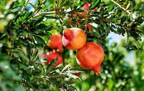 We did not find results for: How To Grow A Pomegranate Tree In A Container