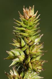 Image result for Carex cognata