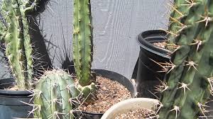 Decent bedroom should have six or eight round columns of ribs that have. Peruvian Torch Comparison San Pedro Macrogonus Bridgesii Mescaline Cactus Religion Youtube