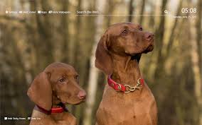 Patience and tranquility are the two main traits of this majestic breed. Dogs Hinh Ná»n Hd Chá»§ Ä'á» Tab Má»›i