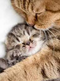 How Mother Cats Take Care Of Kittens Sleeping Animals Cat Hug Cats