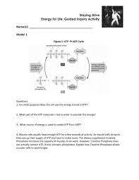 Click to see our best video content. Cellular Respiration Pogil