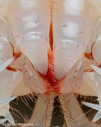 Image result for Blepharis stuhlmannii